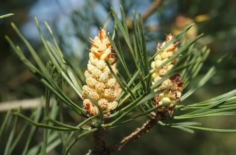 pine pollen benefits-1