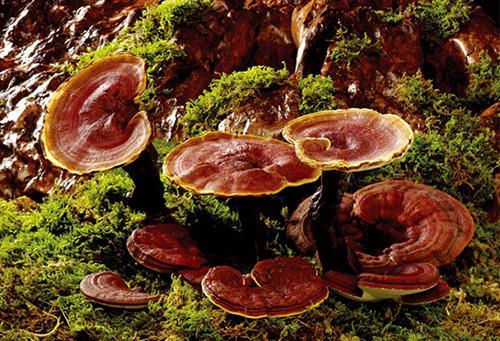 Noslēpumaino Ganoderma lucidum polisaharīdu