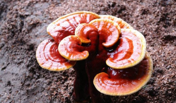 Ganoderma Lucidum ekstrakts VS Ganoderma Lucidum pulveris