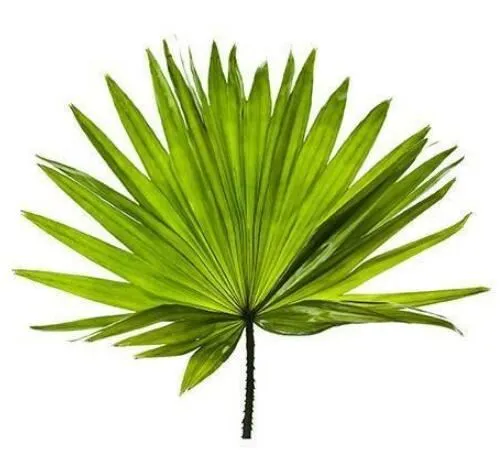 Zāģēts Palmetto standartizētais ekstrakts pret visu augu