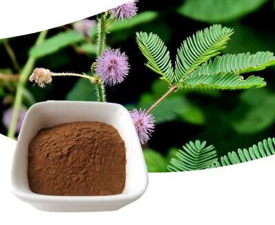 Mimosa Hostilis pulveris