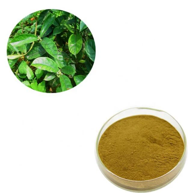 Damiana pulveris